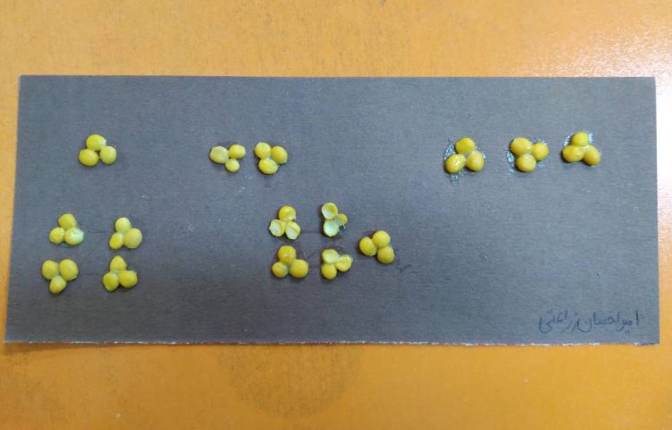 :دست ورزی شمارش 3 تا 3 تا 4