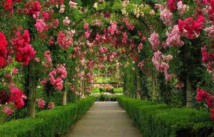 روز جهانی گل و گیاه : National Flower & Plant Day