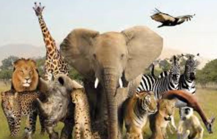 روز حیات وحش 1