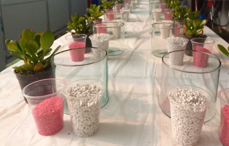 روز درختکاری 11