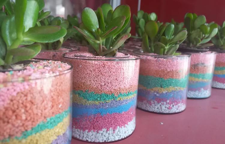 روز درختکاری 13