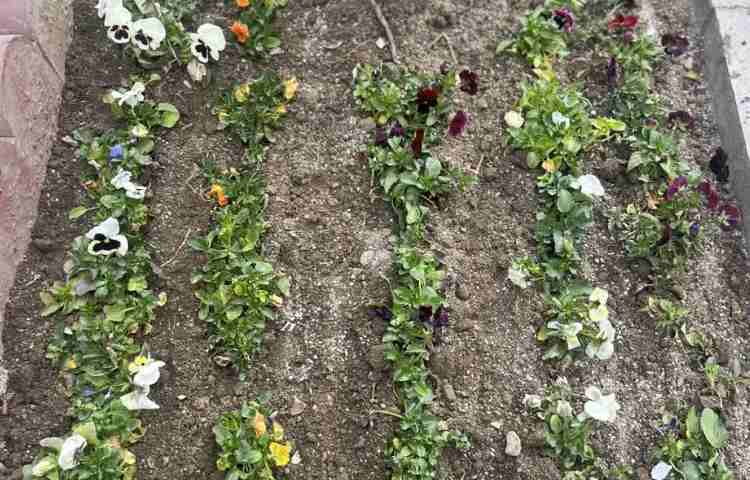 روز درختکاری 3