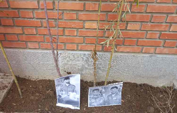 روز درختکاری 4