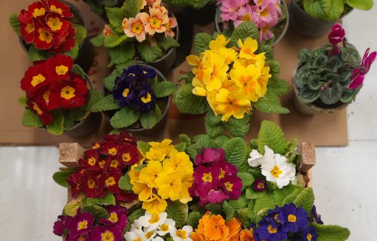 روز درختکاری 4