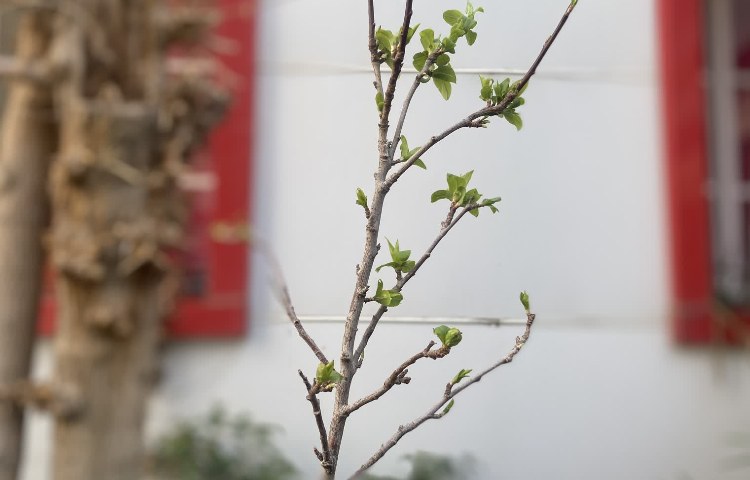 روز درختکاری 5