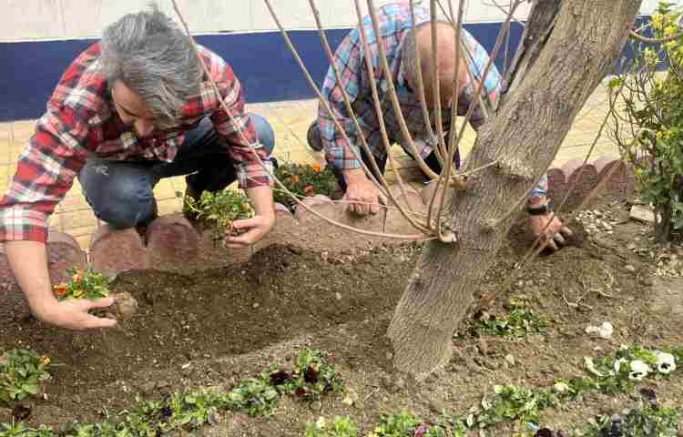 روز درختکاری 6