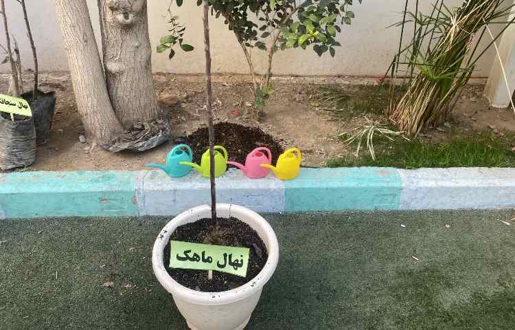 روز درختکاری 6