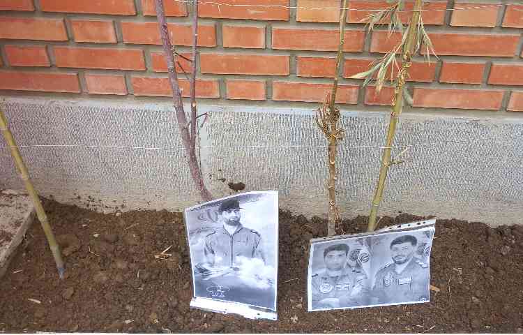 روز درختکاری 6