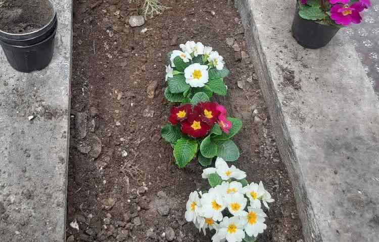 روز درخت کاری در متوسطه دخترانه دوره اول علوی 4