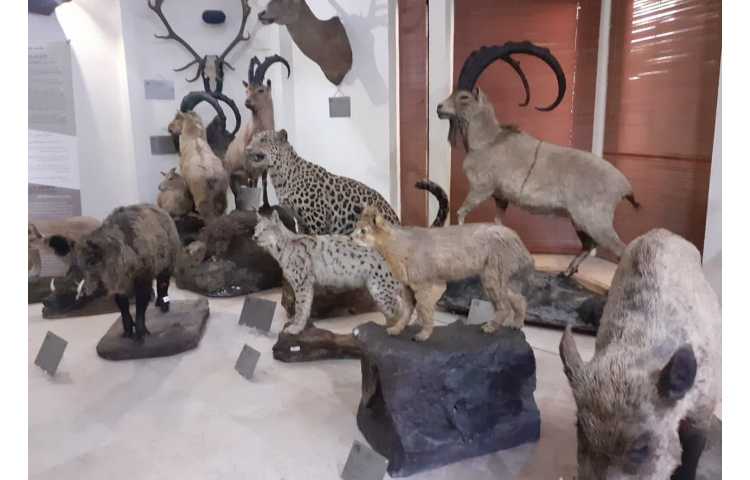 زبان انگلیسی پایگاه تابستانی (موزه حیات وحش دارآباد) 9