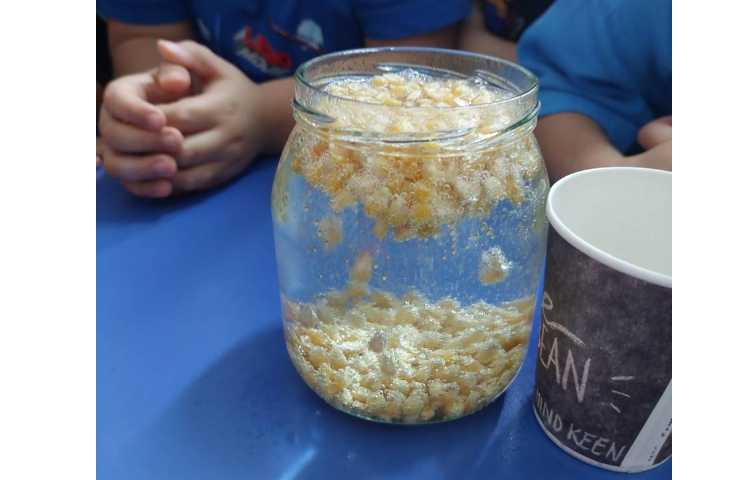 زنگ دانشمند کوچک ذرت رقصان 5