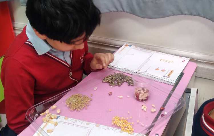 زنگ علوم : آشنایی با انواع دانه‌ها 1