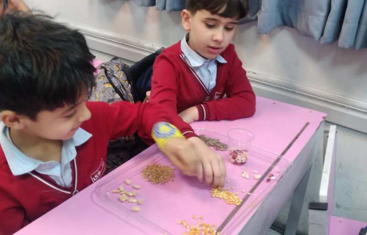 زنگ علوم : آشنایی با انواع دانه‌ها 2