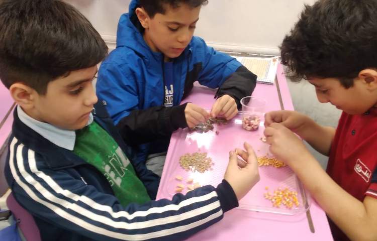 زنگ علوم : آشنایی با انواع دانه‌ها 3