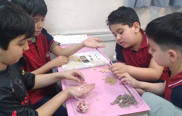 زنگ علوم : آشنایی با انواع دانه‌ها 4