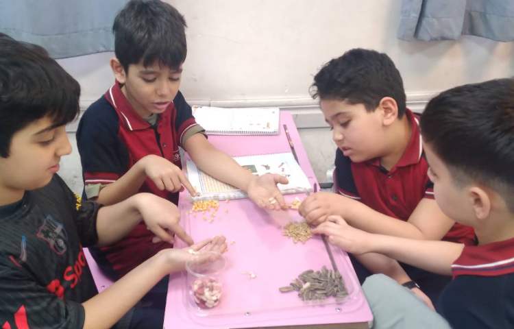 زنگ علوم : آشنایی با انواع دانه‌ها 5