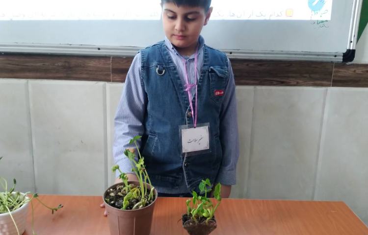 زنگ علوم: بررسی ریشه و برگ گیاه لوبیا مربوط به درس بکارید و ببینید 2