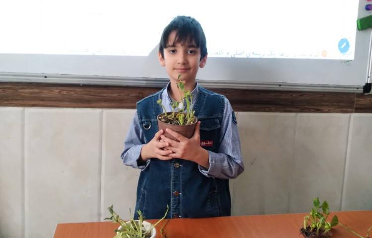 زنگ علوم: بررسی ریشه و برگ گیاه لوبیا مربوط به درس بکارید و ببینید