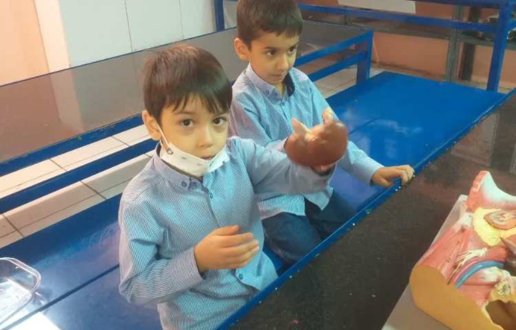 زنگ علوم شناخت اعضای درونی بدن 4