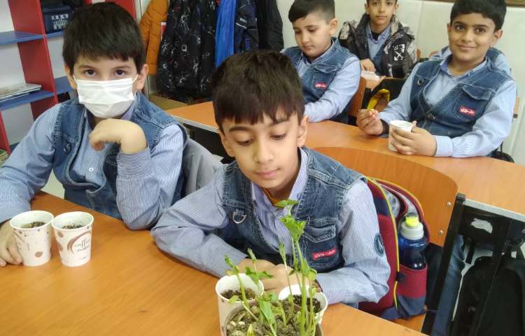 زنگ علوم: مشاهده و تفاوت دانه‌ها و برگ گیاهان یک قسمتی و دوقسمتی 1