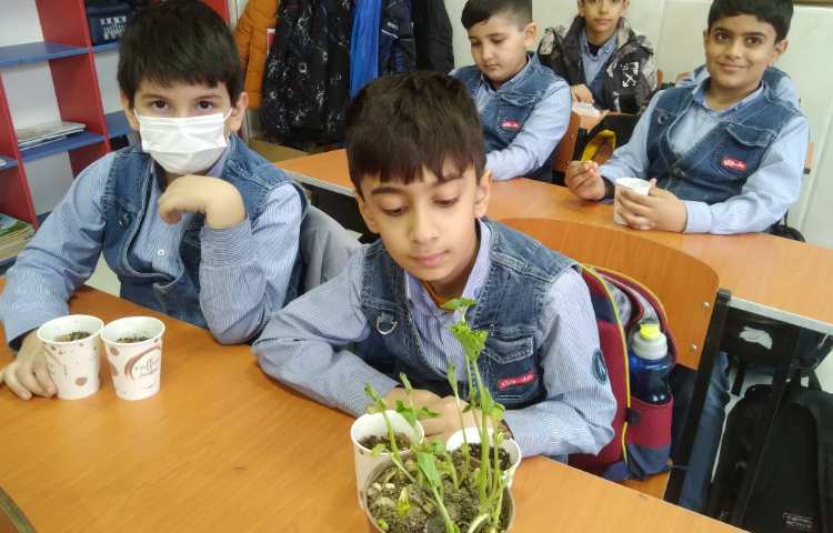 زنگ علوم: مشاهده و تفاوت دانه‌ها و برگ گیاهان یک قسمتی و دوقسمتی 3