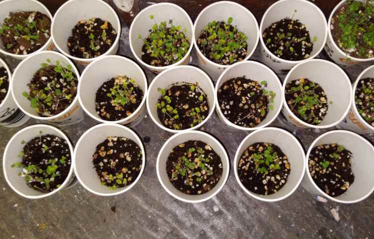 زنگ علوم: مقایسه جوانه زدن گیاهان کاشته شده در جای گرم و سرد 2