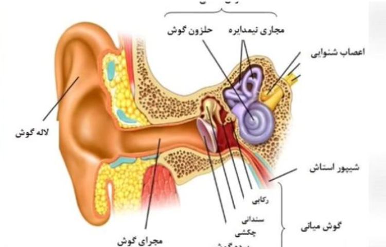 ساختمان گوش