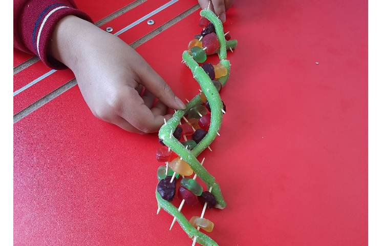 سازه‌ی DNA ( دئوکسی ریبونوکلئیک اسید ) 10