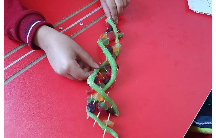 سازه‌ی DNA ( دئوکسی ریبونوکلئیک اسید ) 15