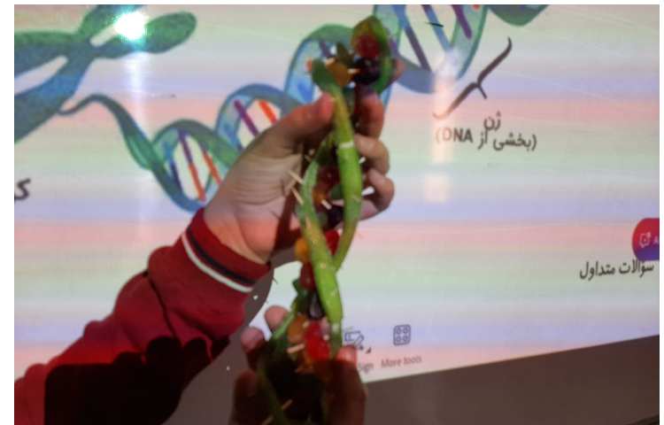 سازه‌ی DNA ( دئوکسی ریبونوکلئیک اسید ) 6