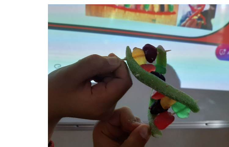 سازه‌ی DNA ( دئوکسی ریبونوکلئیک اسید ) 7