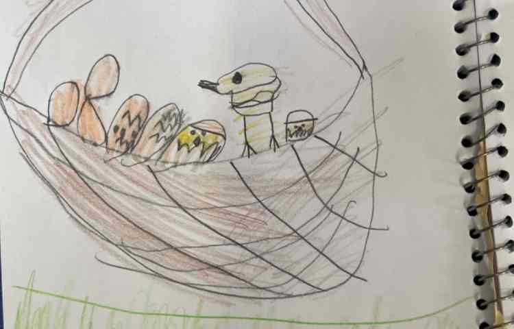 سبد تخم مرغ 2