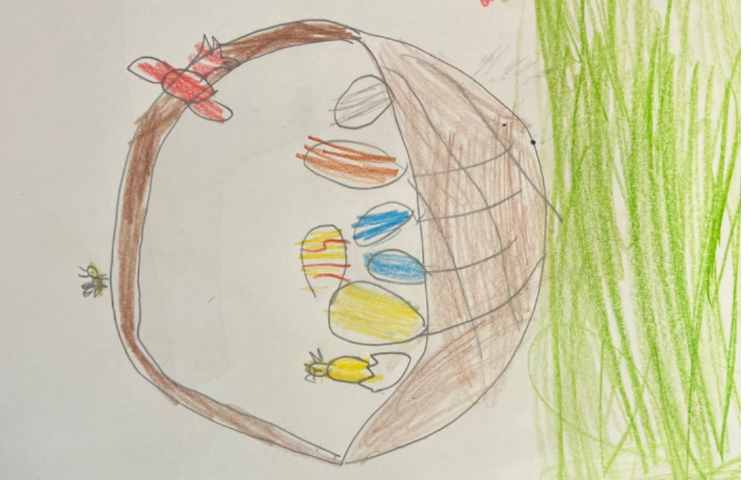 سبد تخم مرغ 3