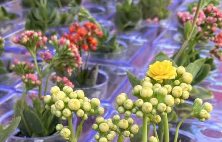 شروع نمایشگاه فراآموزشی و بازدید اولیا از دستاوردهای دانش آموزان 5