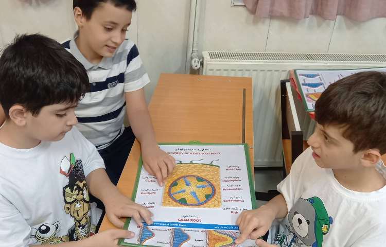 شناخت اجزای گیاهان تک لپه‌ای و دو لپه‌ای 3