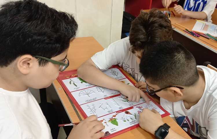 شناخت اجزای گیاهان تک لپه‌ای و دو لپه‌ای 5