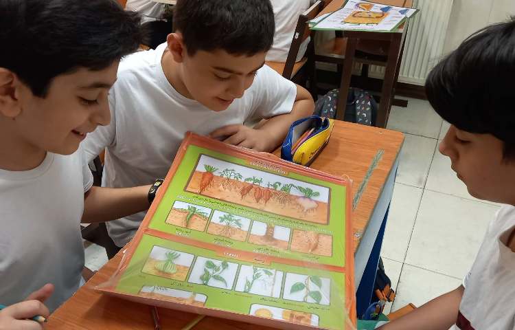 شناخت اجزای گیاهان تک لپه‌ای و دو لپه‌ای 6