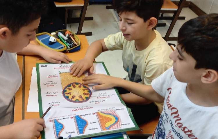 شناخت اجزای گیاهان تک لپه‌ای و دو لپه‌ای 7