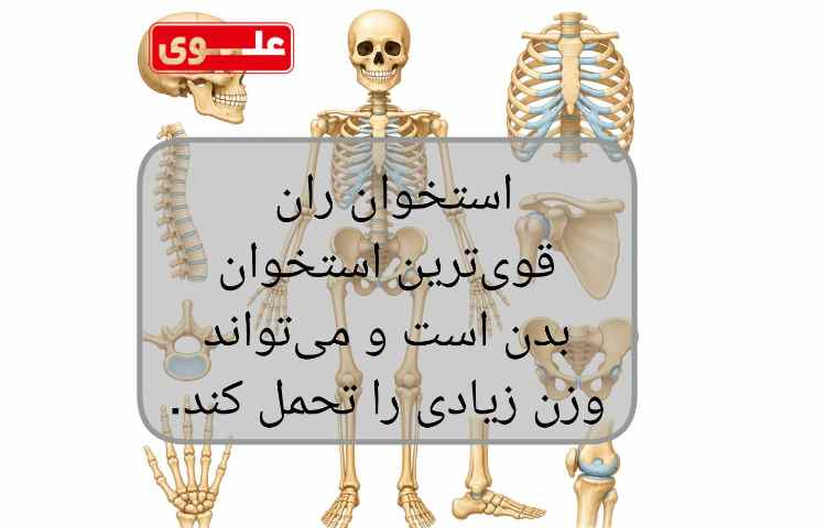 شگفتی های بدن انسان 5