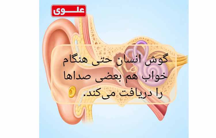شگفتی های بدن انسان 9