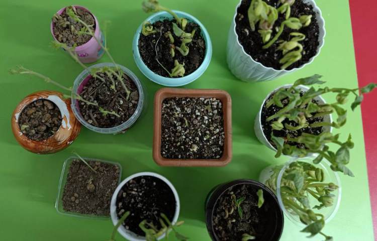 علوم،فصل گیاهان.رشد و آبیاری گیاهان 1