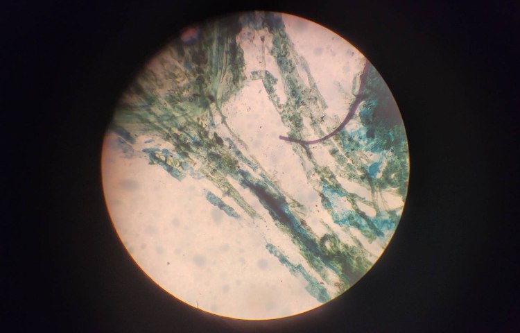 :علوم،موجودات زنده و غیر زنده، کلاس انگور 2