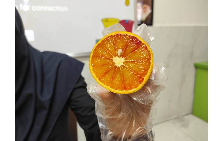 علوم آزمایش دانه ها 4