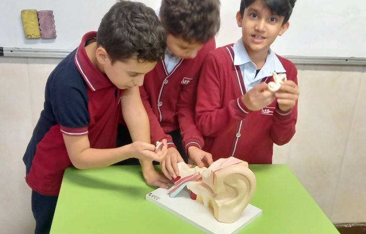 علوم - آشنایی با اجزای گوش 2