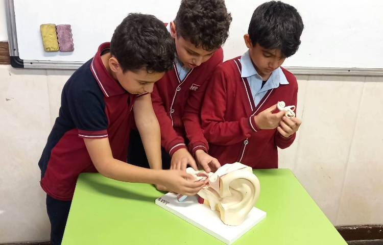 علوم - آشنایی با اجزای گوش 3