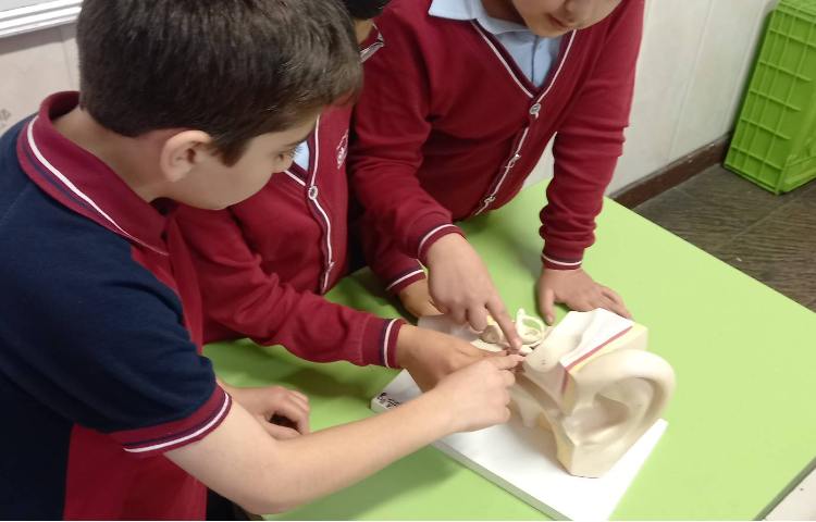 علوم - آشنایی با اجزای گوش 4