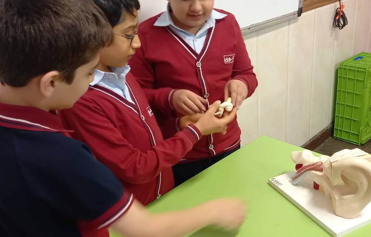 علوم - آشنایی با اجزای گوش 5