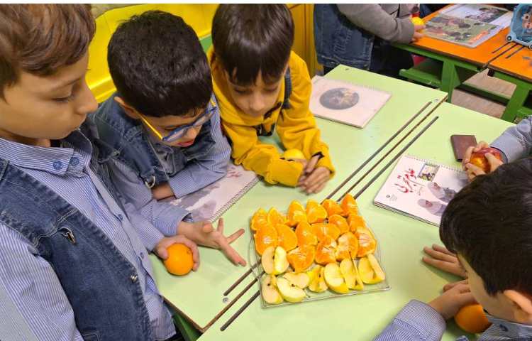 علوم آشنایی با انواع دانه ها 5