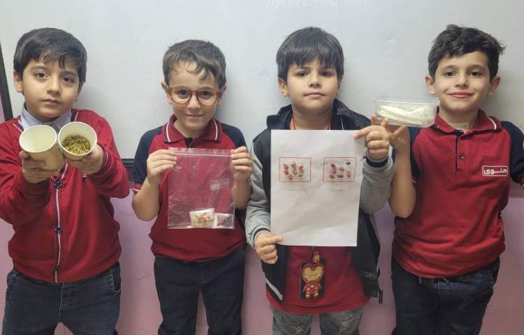 علوم :انجام آزمایش مقایسه‌ی رشد دانه‌ی لوبیا در نور آفتاب و محیط یخچال