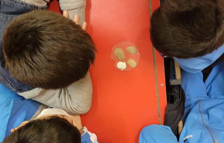 :علوم انجام آزمایش های مختلف، کلاس انگور 2